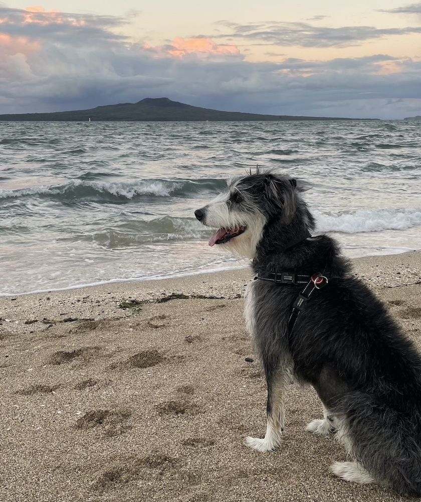 East Coast Bays Veterinary Clinic