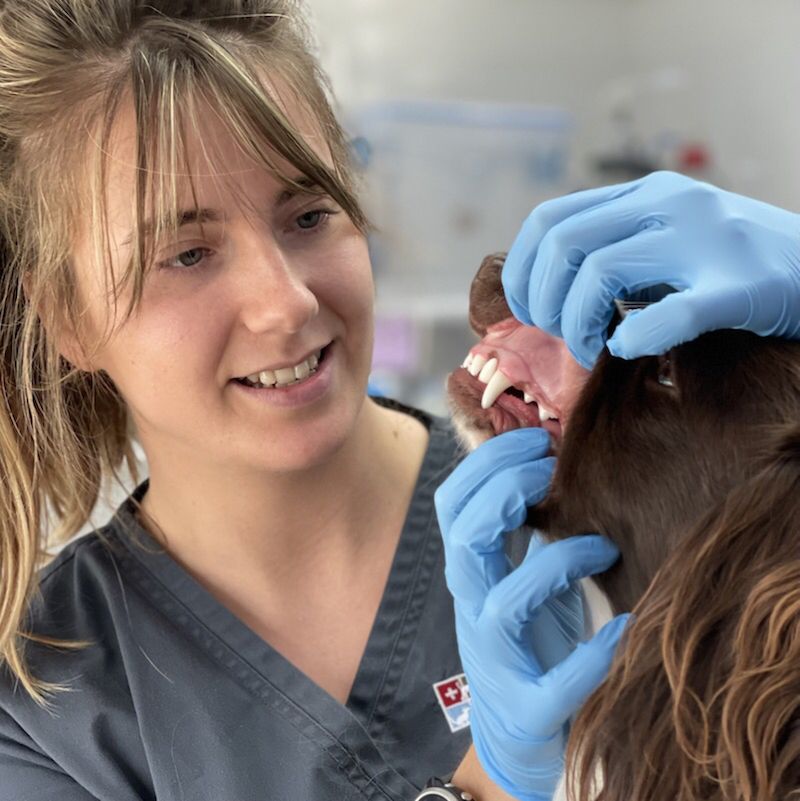 East Coast Bays Vet Clinic