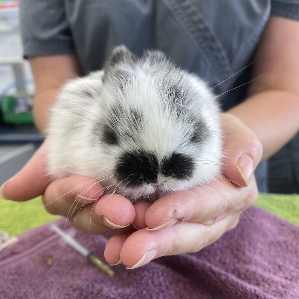 East Coast Bays Vet Clinic